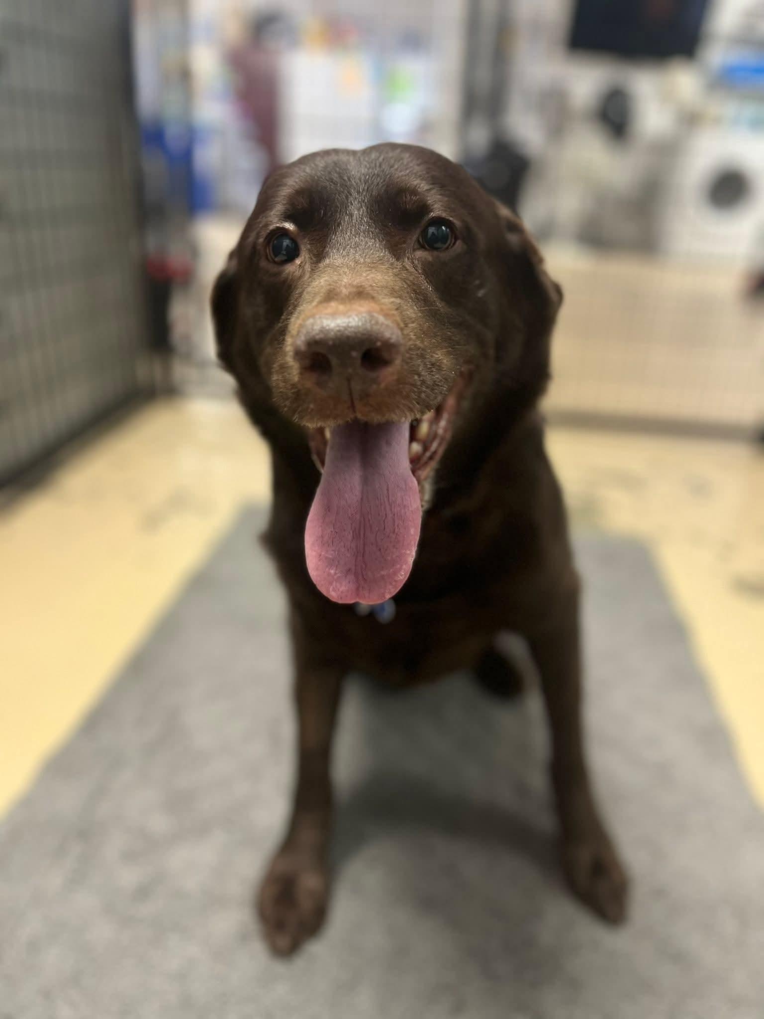 Enlarge Bobby, an adopted Labrador Retriever in Cedar Rapids, IA image 1/6