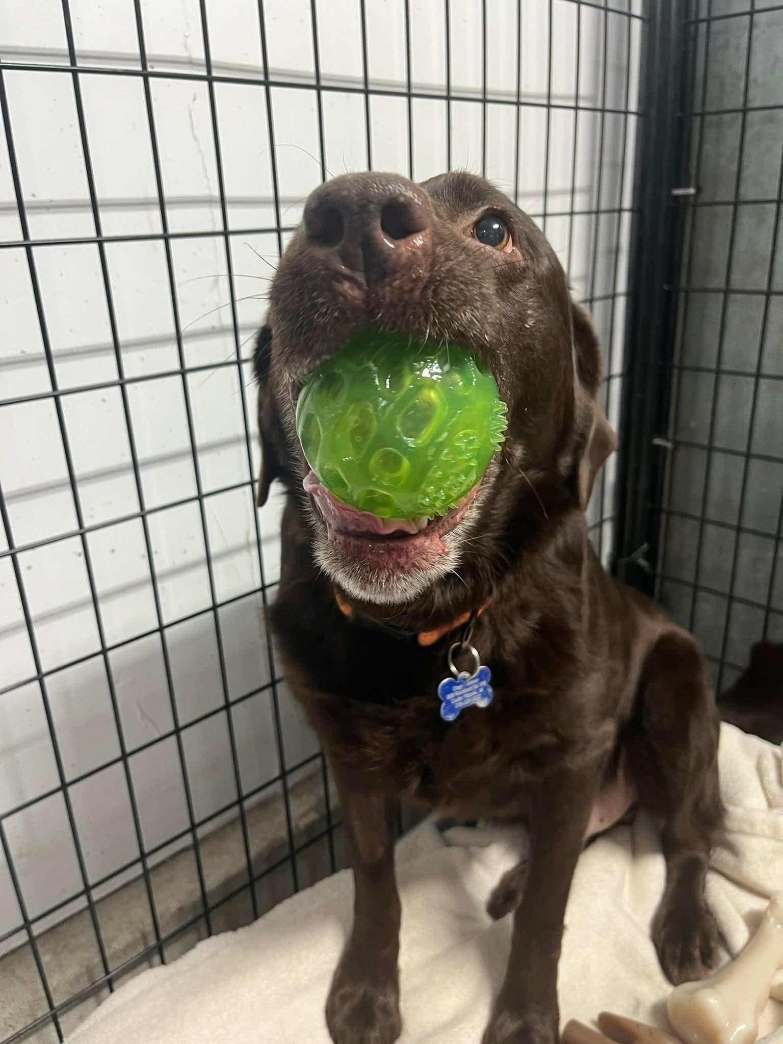 Enlarge Bobby, an adopted Labrador Retriever in Cedar Rapids, IA image 2/6