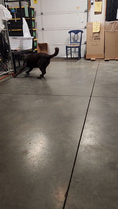 Enlarge Bobby, an adopted Labrador Retriever in Cedar Rapids, IA video 5/6