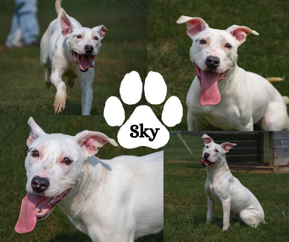 Sky, ADOPTABLE, Adult Female Pit Bull Terrier.