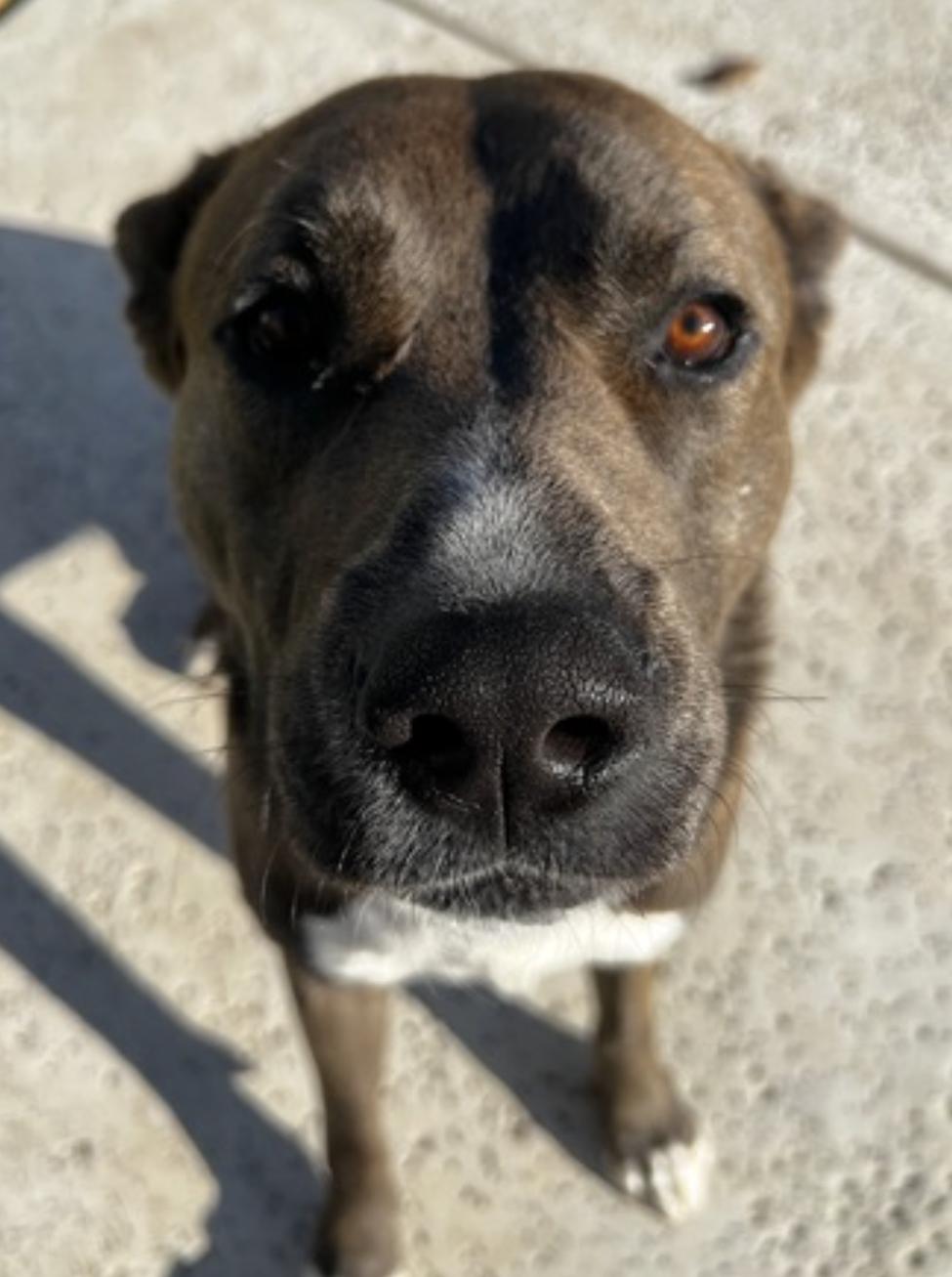 Whiskey — thumbnail 4