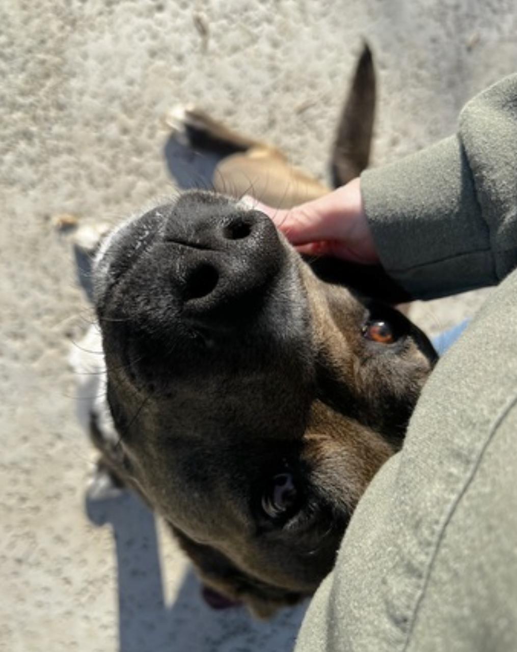 Whiskey — thumbnail 5