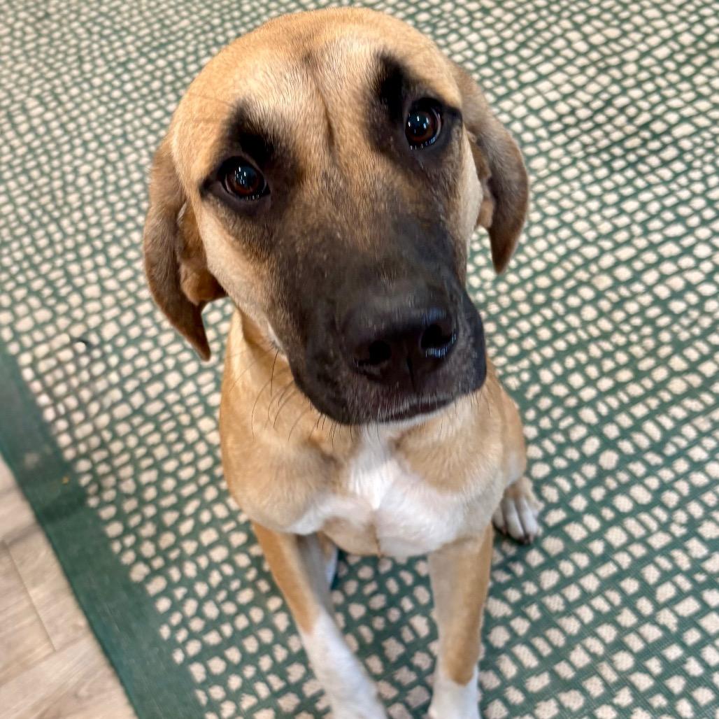 Enlarge HOPE (671), a Adoptable mixed breed in Indiantown, FL image 6/6