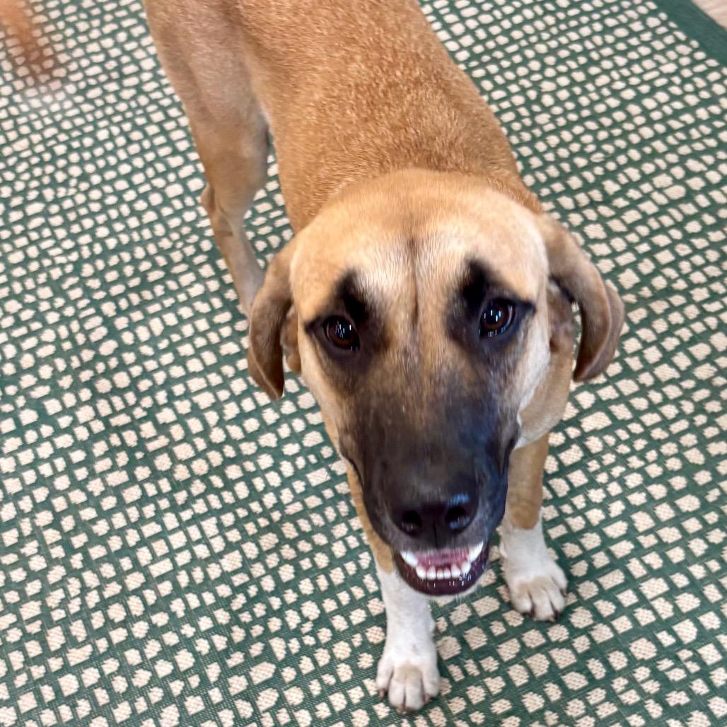 Enlarge HOPE (671), a Adoptable mixed breed in Indiantown, FL image 3/6