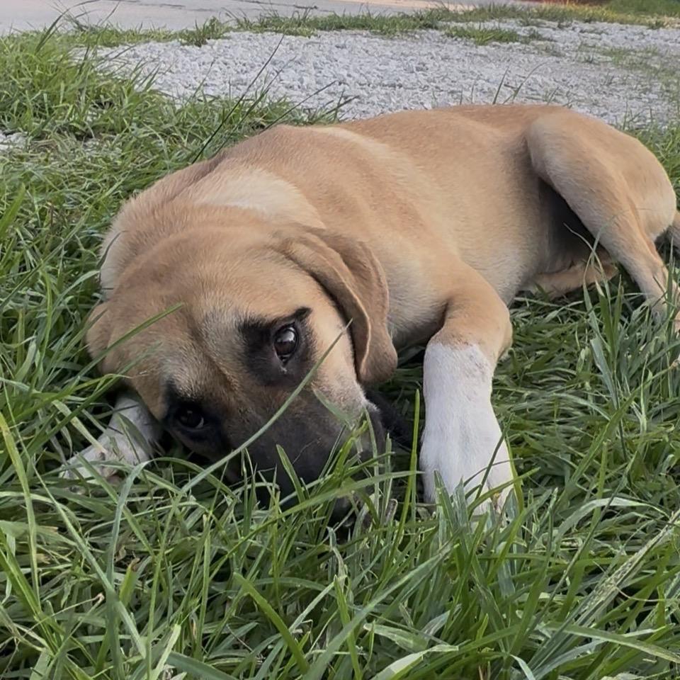 Enlarge HOPE (671), a Adoptable mixed breed in Indiantown, FL image 5/6