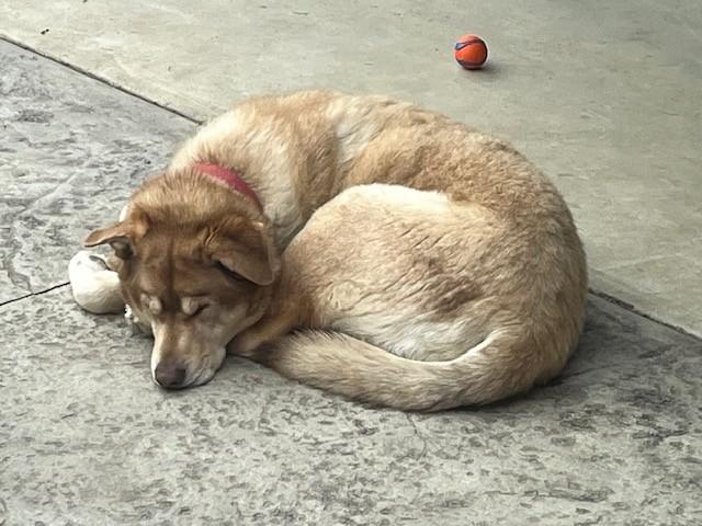 Enlarge Bruno, a Adoptable mixed breed in Fredericksburg, PA image 5/5