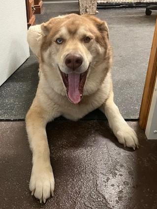 Enlarge Waffles, a Adoptable mixed breed in Fredericksburg, PA image 4/6