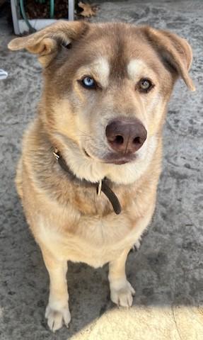 Enlarge Bruno, a Adoptable mixed breed in Fredericksburg, PA image 1/5