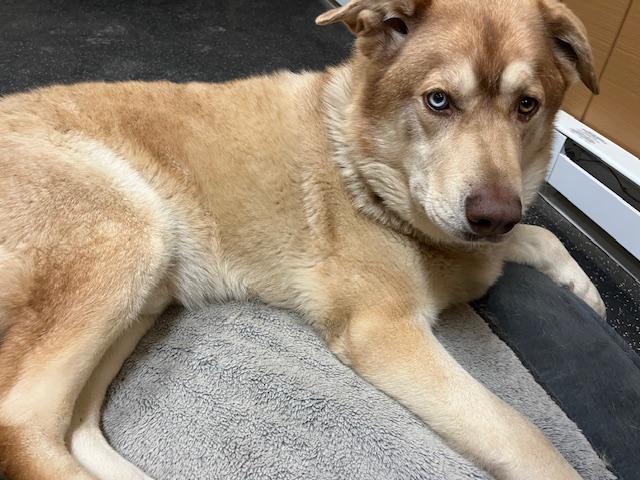 Enlarge Bruno, a Adoptable mixed breed in Fredericksburg, PA image 4/5