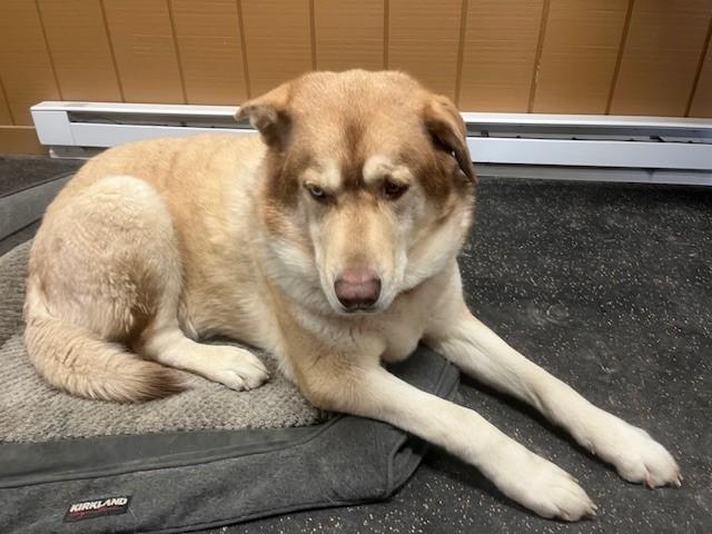 Enlarge Waffles, a Adoptable mixed breed in Fredericksburg, PA image 5/6