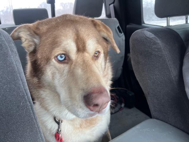 Enlarge Waffles, a Adoptable mixed breed in Fredericksburg, PA image 1/6