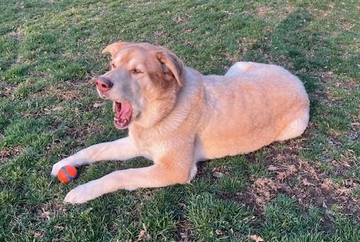 Enlarge Waffles, a Adoptable mixed breed in Fredericksburg, PA image 6/6