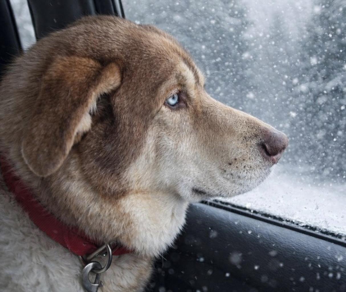 Waffles, Adoptable, Adult Male Husky & Alaskan Malamute.
