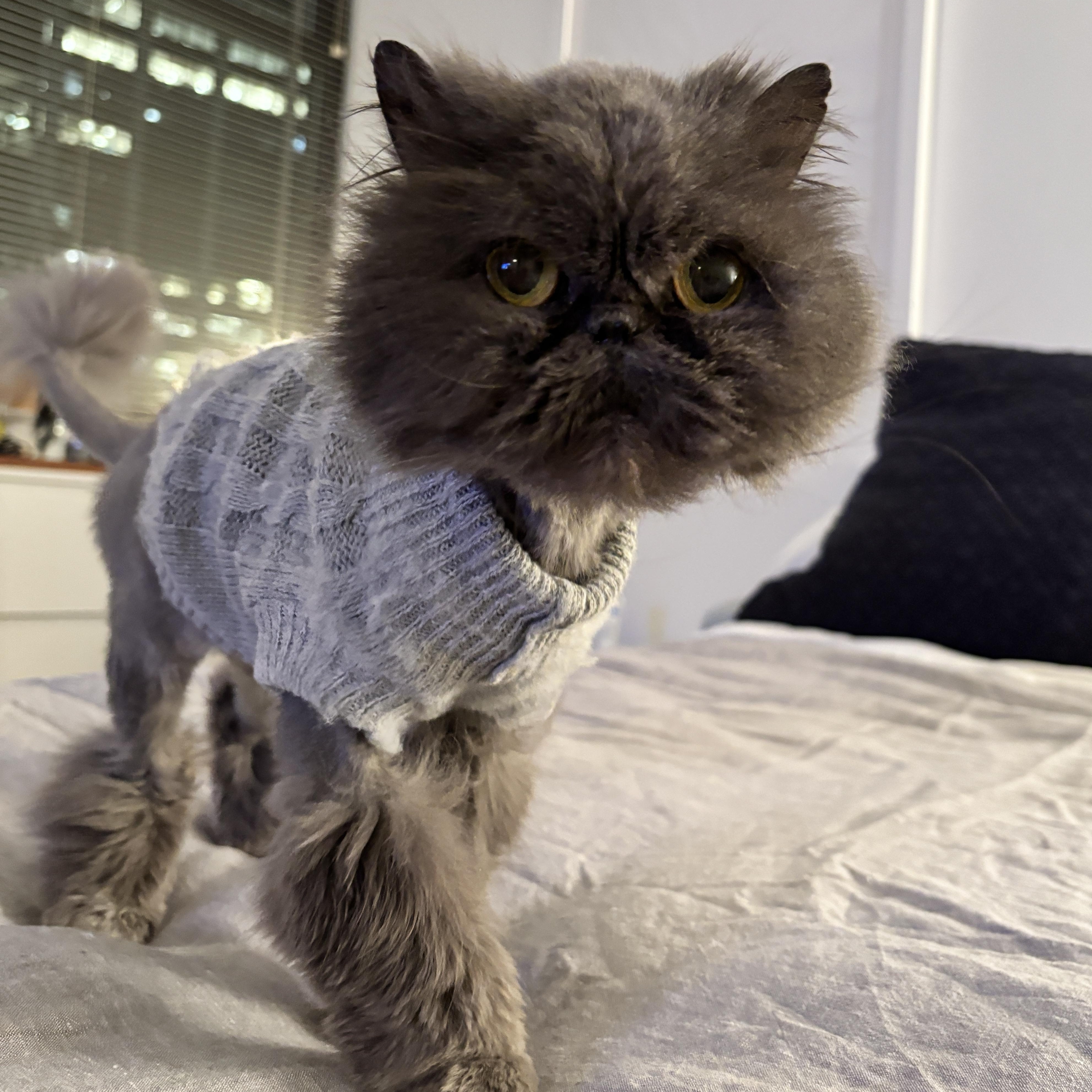Smoosh, a Adoptable Persian in Brooklyn, NY image 2/4
