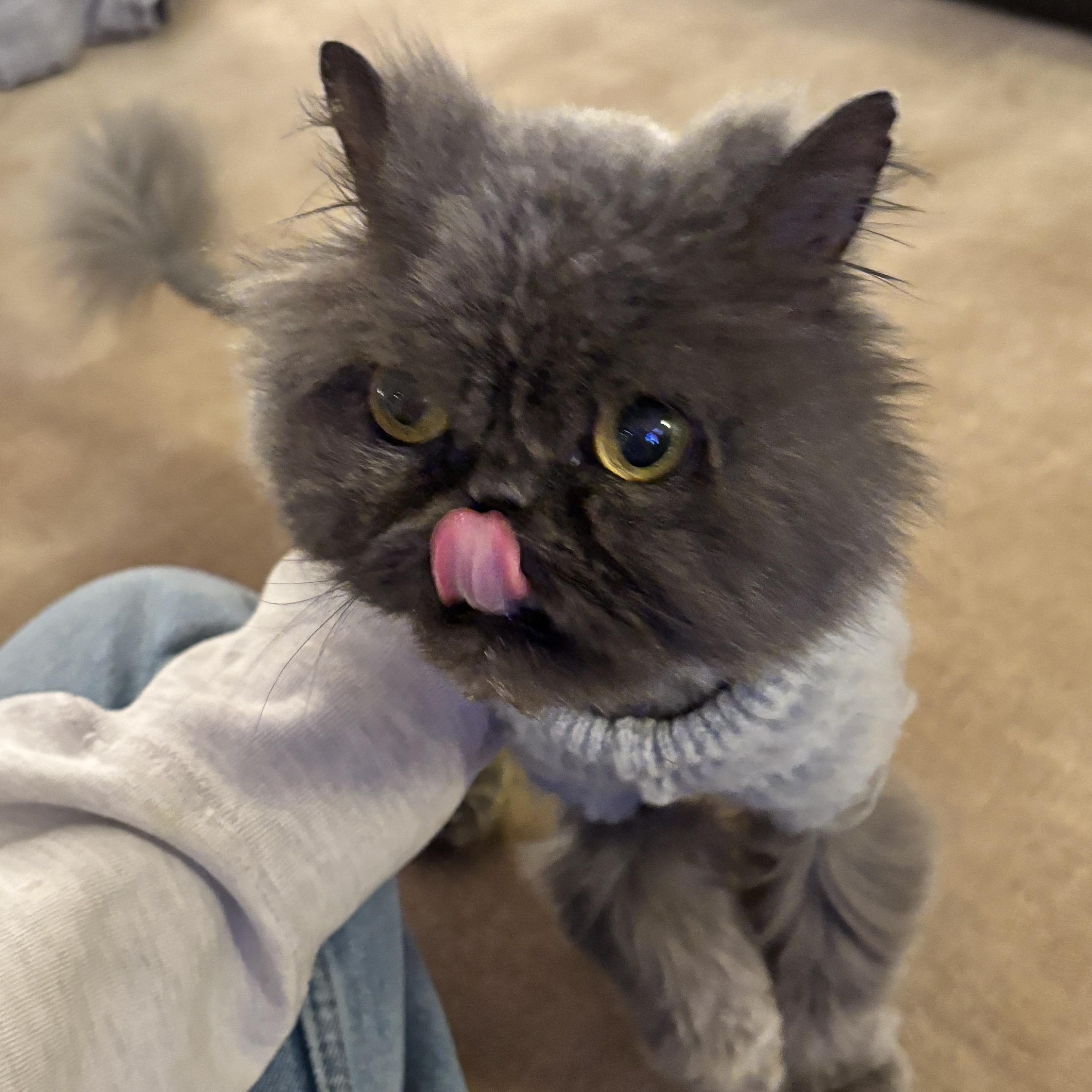 Smoosh, Adoptable, Adult Female Persian.