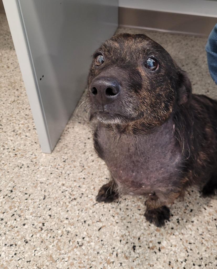 Enlarge Ava, a Adoptable mixed breed in Grand Rapids, MN image 1/1