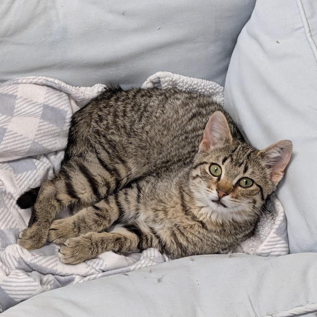 Scotch, Adoptable, Kitten Male Domestic Short Hair.