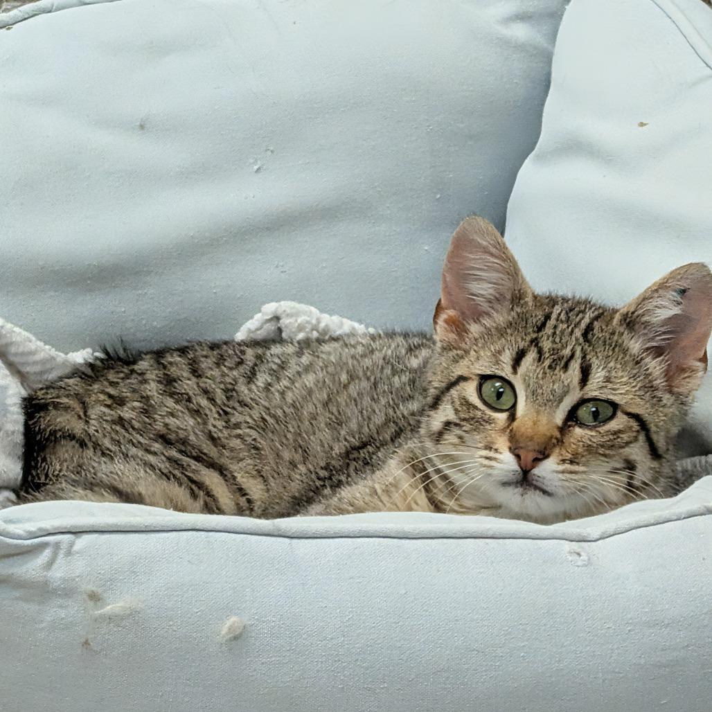 Enlarge Scotch, a Adoptable Domestic Short Hair in Detroit Lakes, MN image 2/3