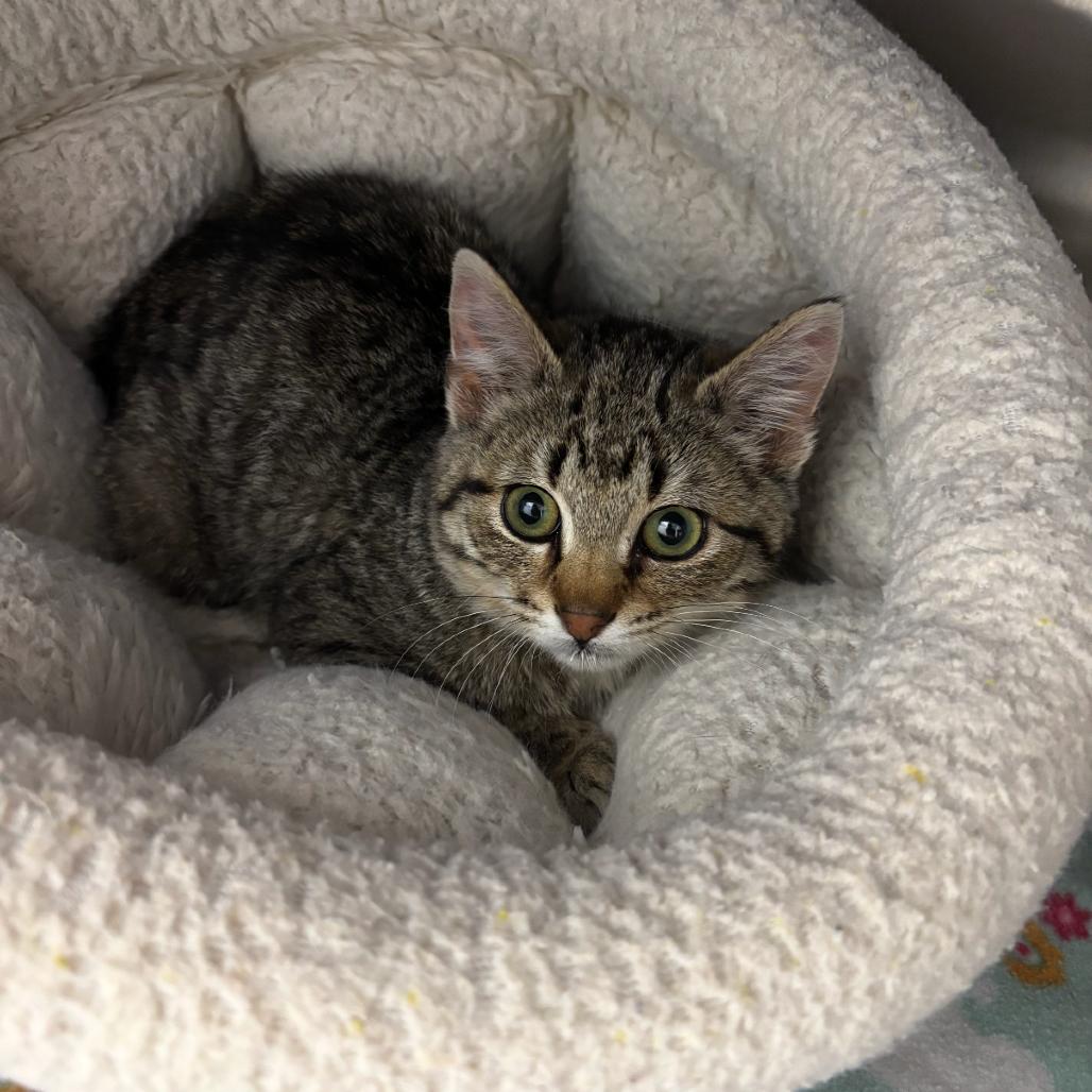 Enlarge Scotch, a Adoptable Domestic Short Hair in Detroit Lakes, MN image 3/3