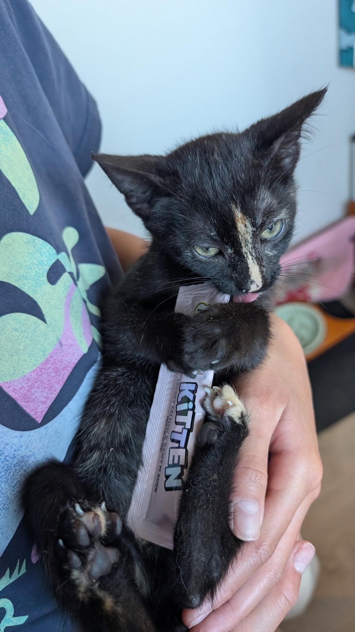 Enlarge Mocha, a Adoptable Tortoiseshell in Redwood City, CA image 5/5