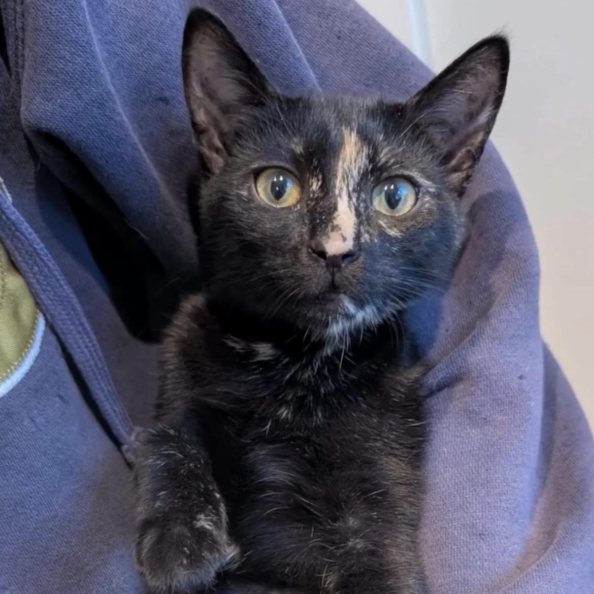 Enlarge Mocha, a Adoptable Tortoiseshell in Redwood City, CA image 1/5