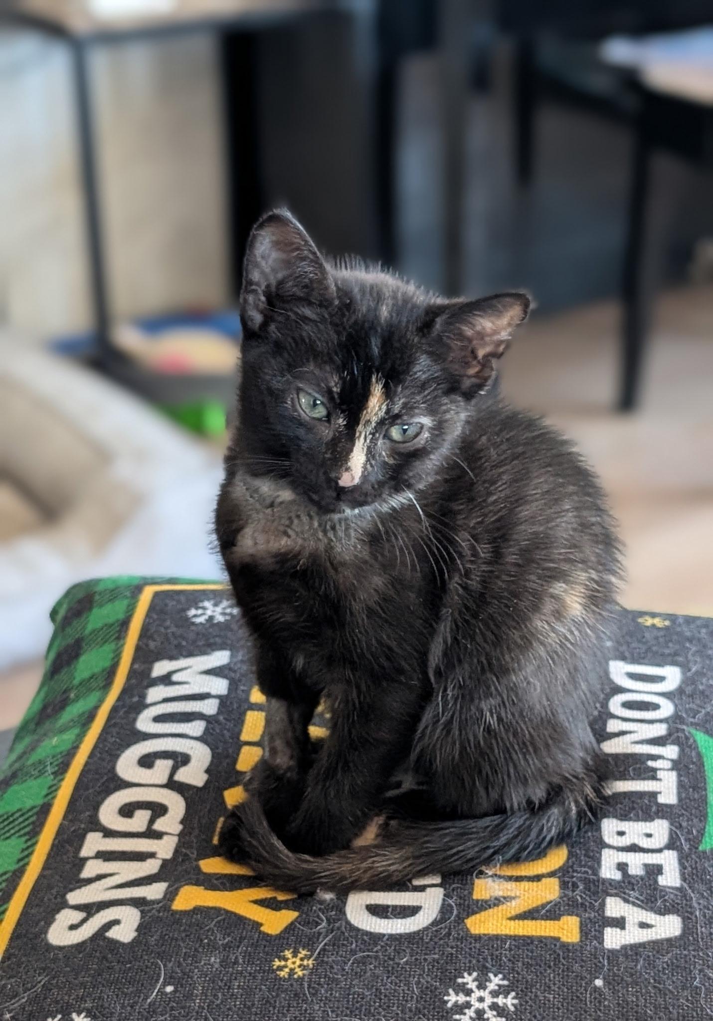Enlarge Mocha, a Adoptable Tortoiseshell in Redwood City, CA image 4/5