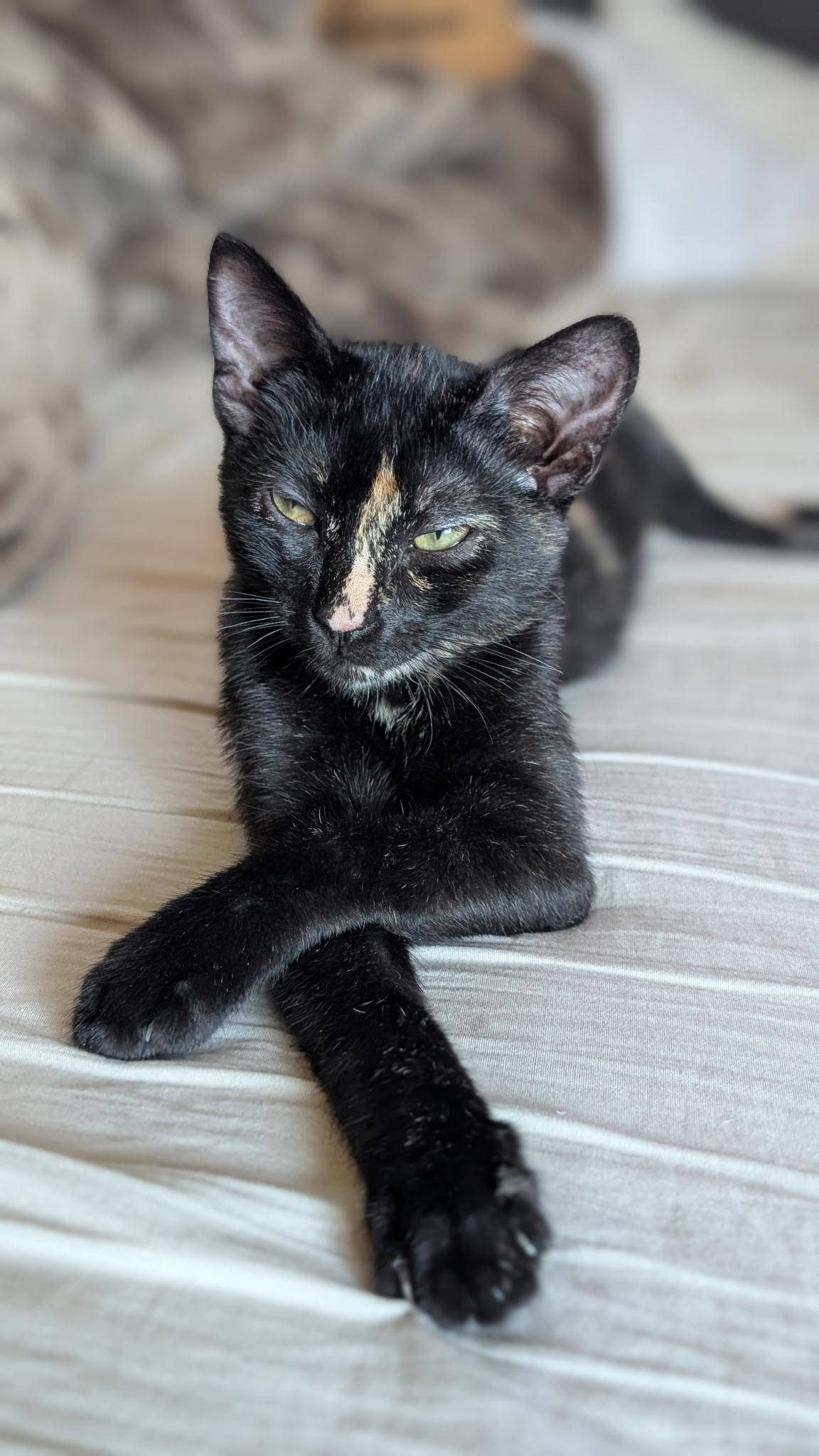 Enlarge Mocha, a Adoptable Tortoiseshell in Redwood City, CA image 2/5
