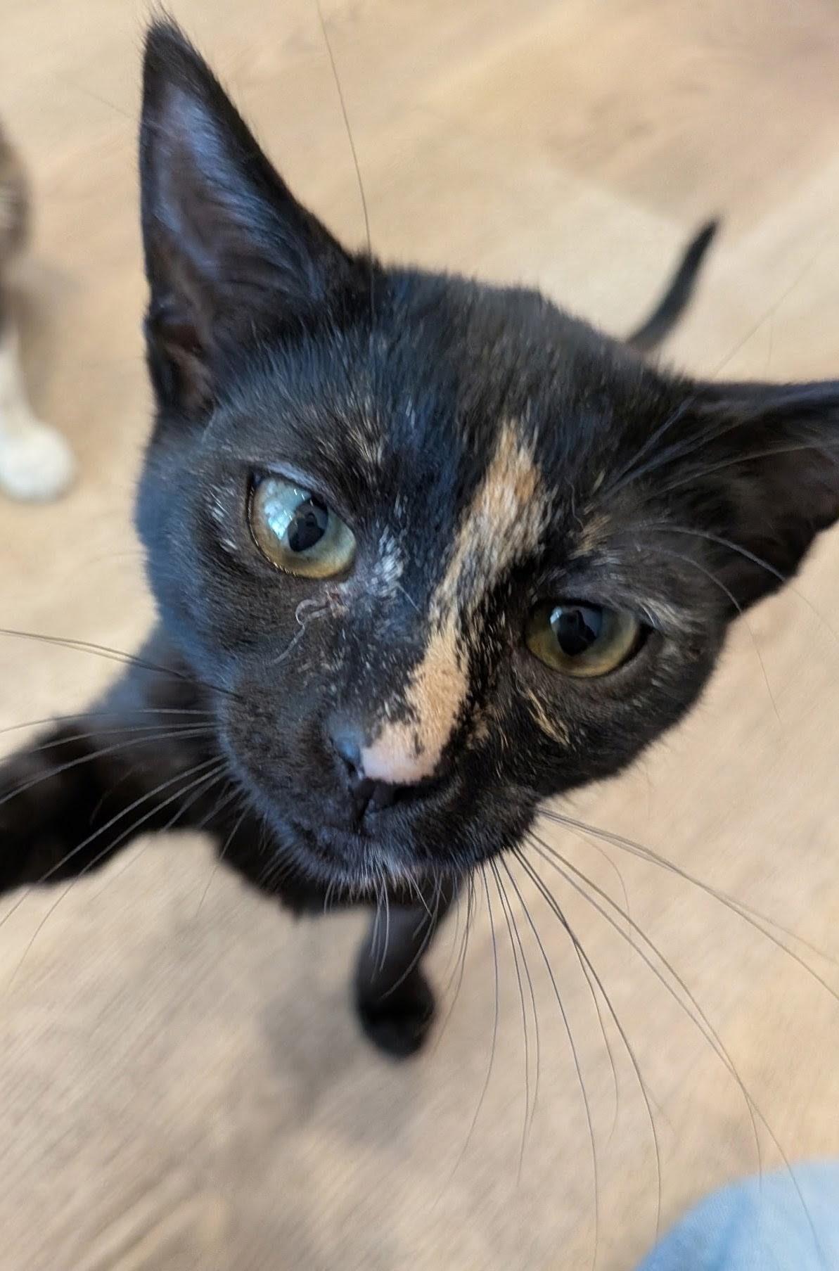 Enlarge Mocha, a Adoptable Tortoiseshell in Redwood City, CA image 3/5