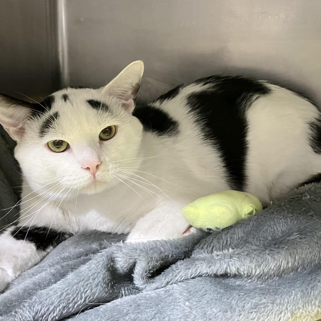 Enlarge Marlow, a Adoptable Domestic Short Hair in Harrisonburg, VA image 3/6