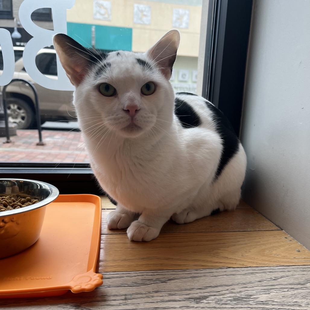 Enlarge Marlow, a Adoptable Domestic Short Hair in Harrisonburg, VA image 4/6