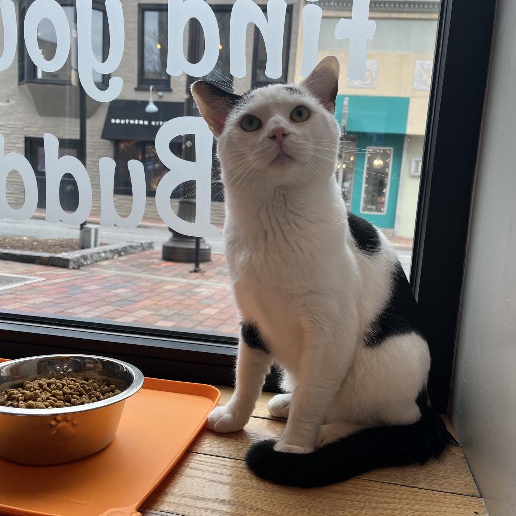 Enlarge Marlow, a Adoptable Domestic Short Hair in Harrisonburg, VA image 5/6