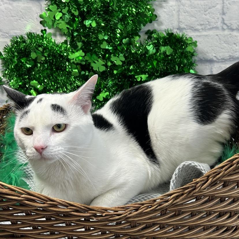 Enlarge Marlow, a Adoptable Domestic Short Hair in Harrisonburg, VA image 6/6