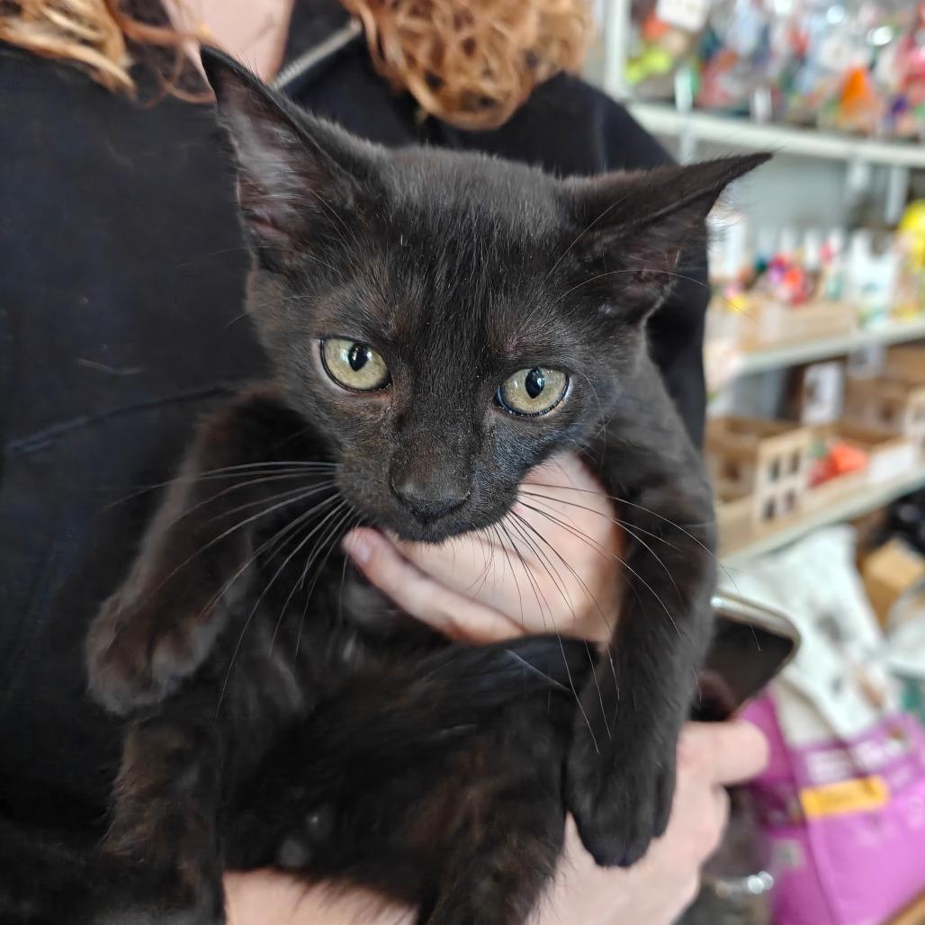 Enlarge Chase, a Adoptable American Bobtail in New Orleans, LA image 1/2
