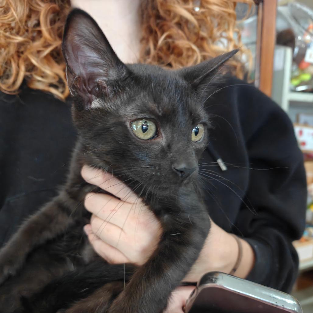 Enlarge Chase, a Adoptable American Bobtail in New Orleans, LA image 2/2