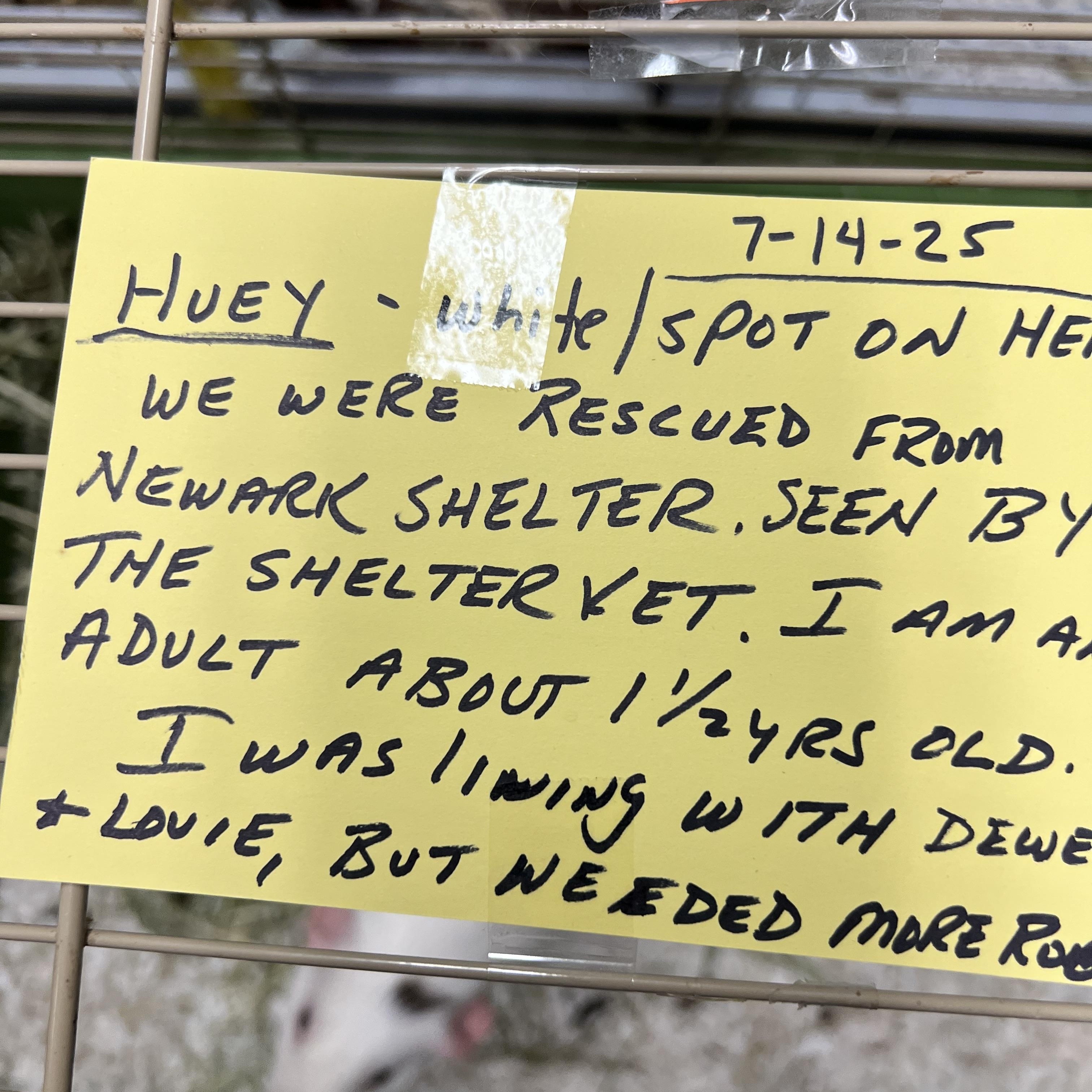 Enlarge Huey, a Adoptable Short-Haired in Hillsborough, NJ image 2/5