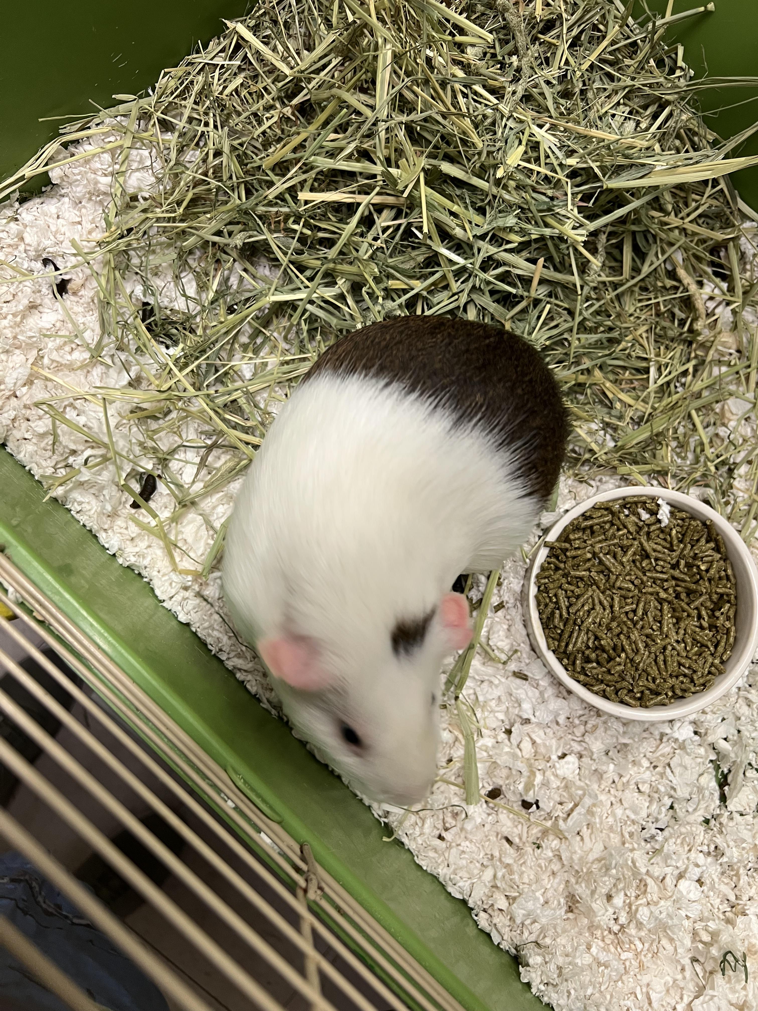 Enlarge Huey, a Adoptable Short-Haired in Hillsborough, NJ image 4/5