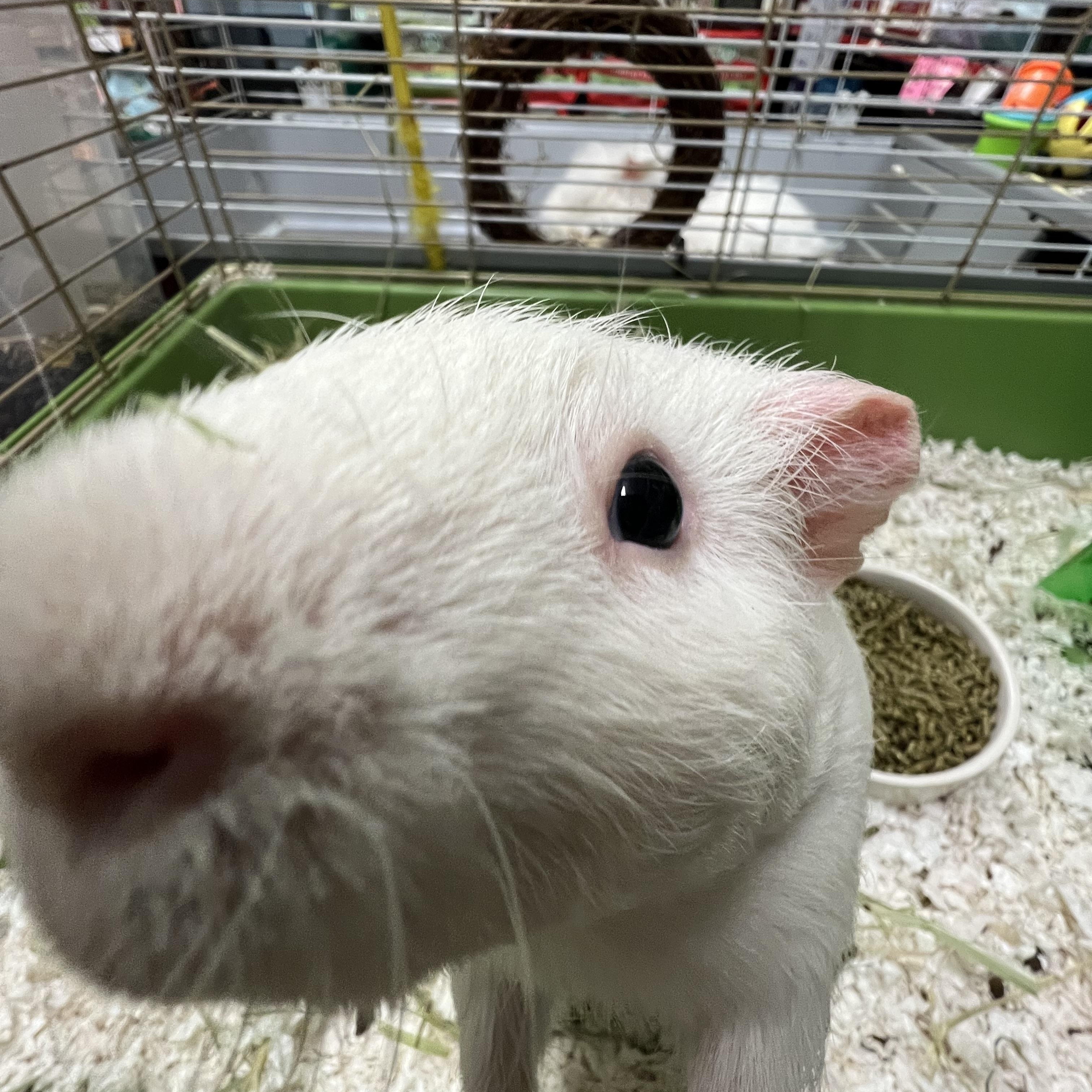 Enlarge Huey, a Adoptable Short-Haired in Hillsborough, NJ image 3/5