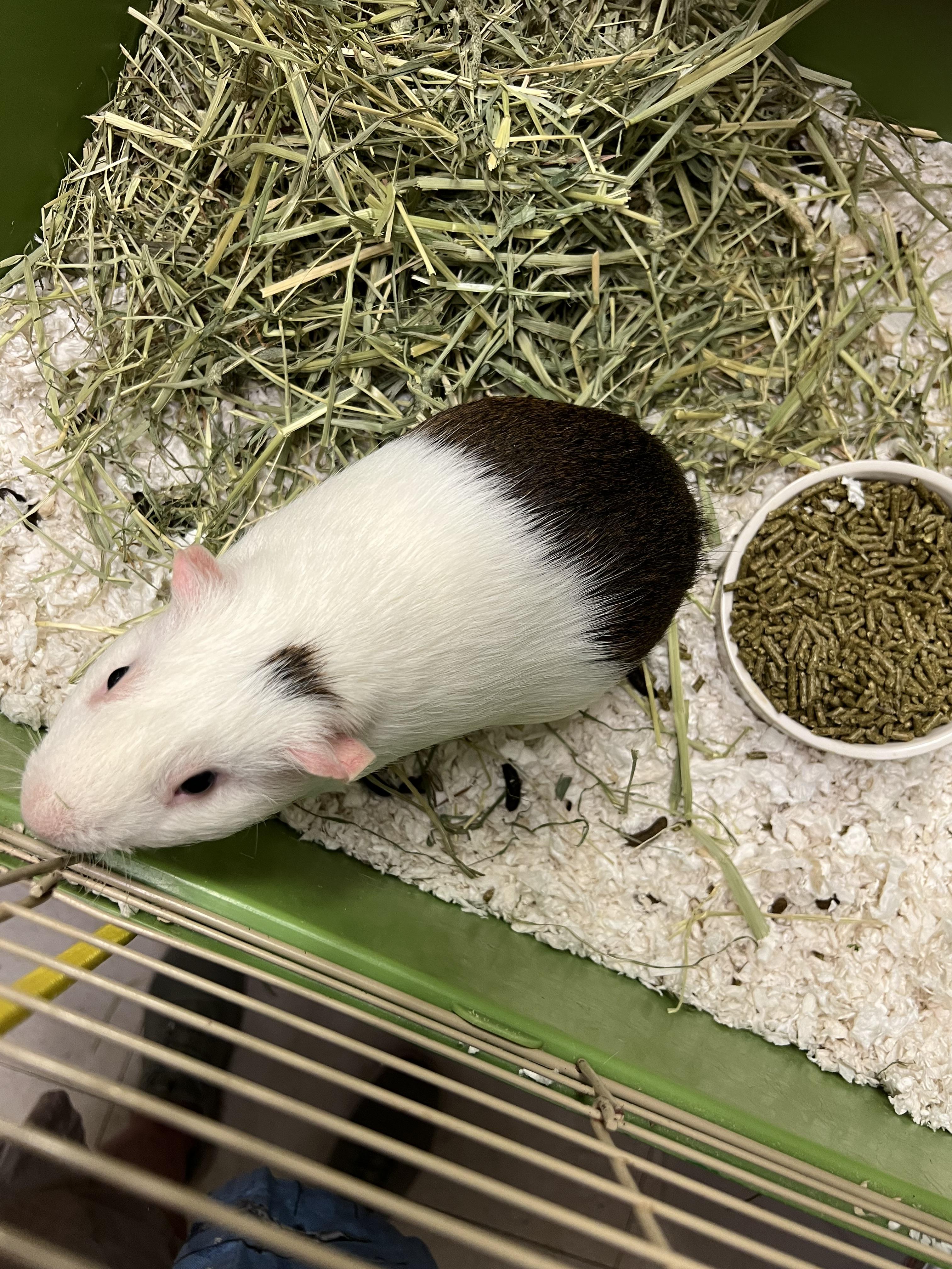 Enlarge Huey, a Adoptable Short-Haired in Hillsborough, NJ image 1/5