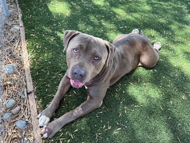 Enlarge KNOX, a Adoptable Mastiff in Antioch, CA image 1/1