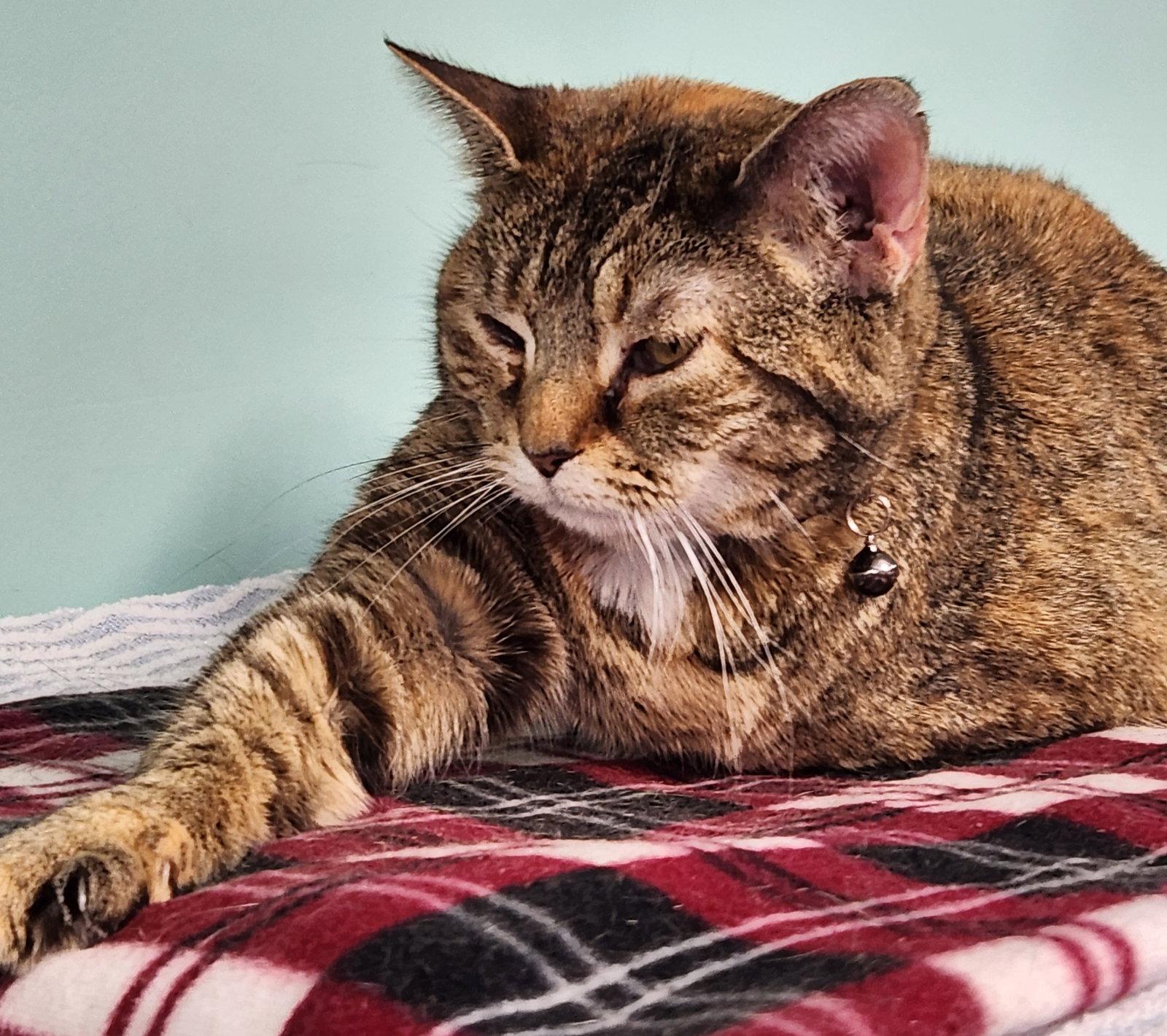 Enlarge Wyndham, a Adoptable Domestic Short Hair in Crossville, TN image 1/3