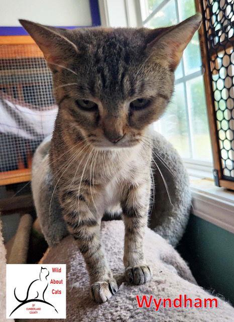 Enlarge Wyndham, a Adoptable Domestic Short Hair in Crossville, TN image 3/3