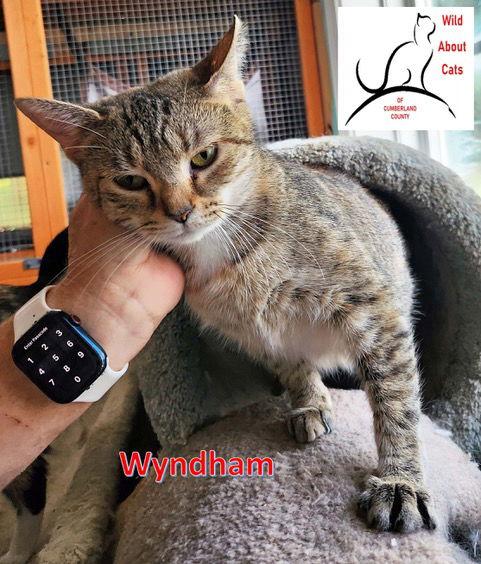 Wyndham, Adoptable, Young Female Domestic Short Hair.
