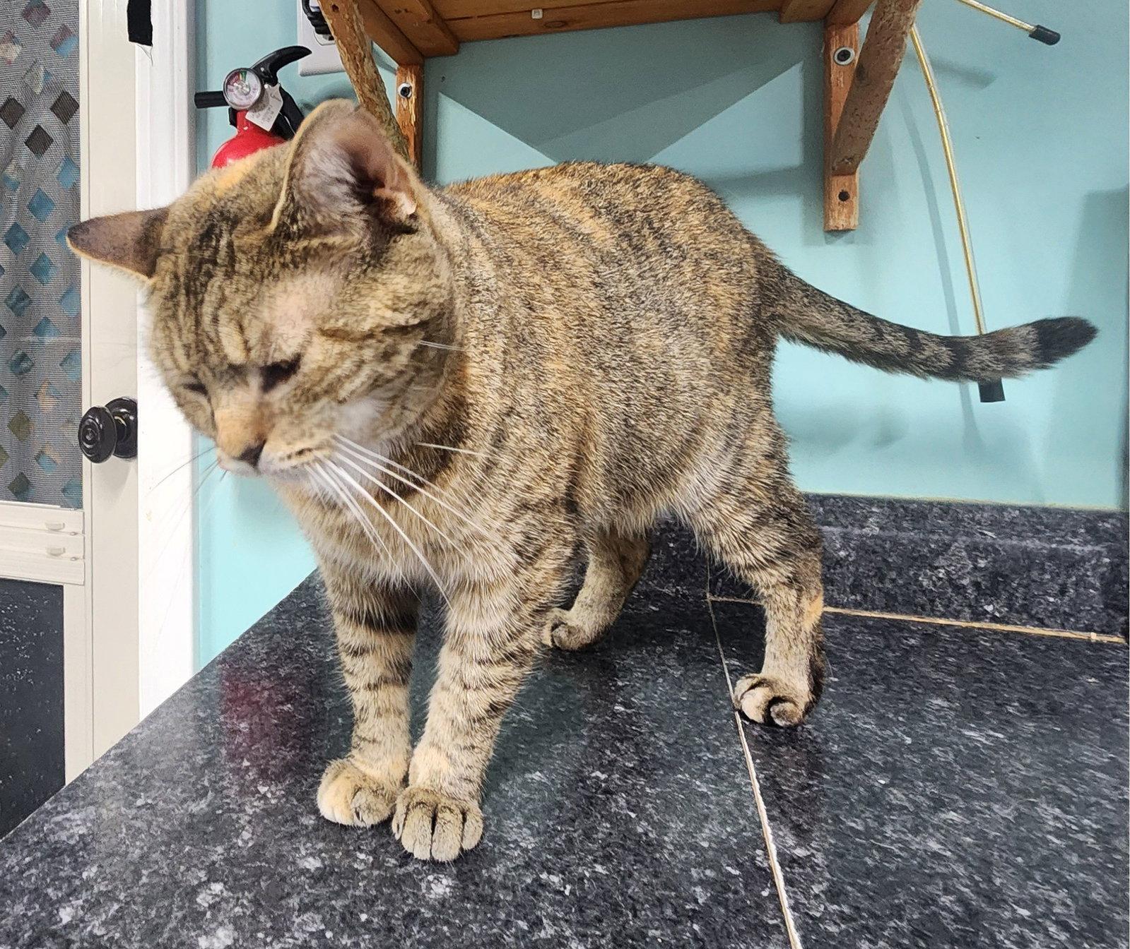 Enlarge Wyndham, a Adoptable Domestic Short Hair in Crossville, TN image 2/3