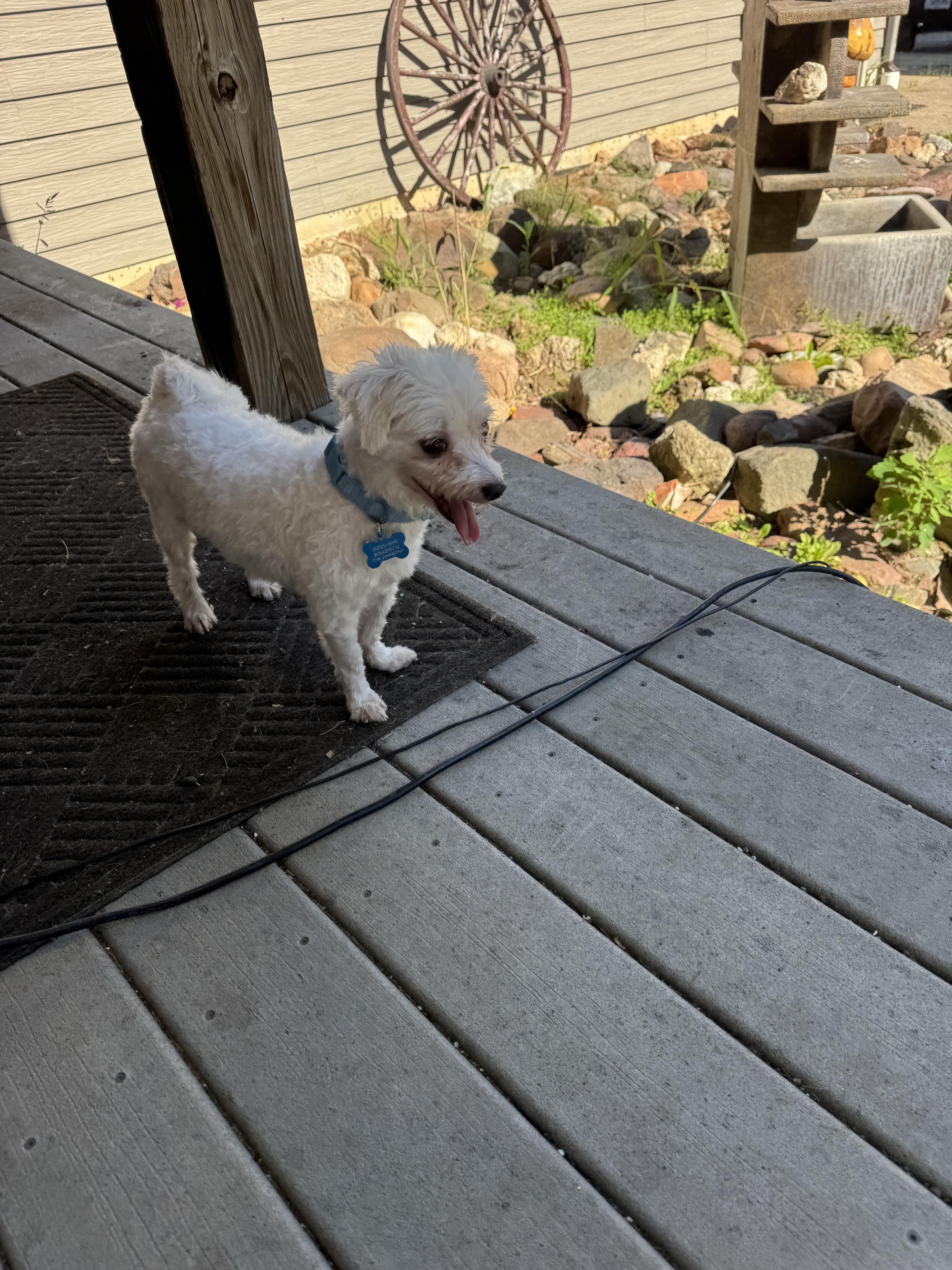 Miles, an adoptable Maltipoo in Glenwood City, WI, 54013 | Photo Image 6