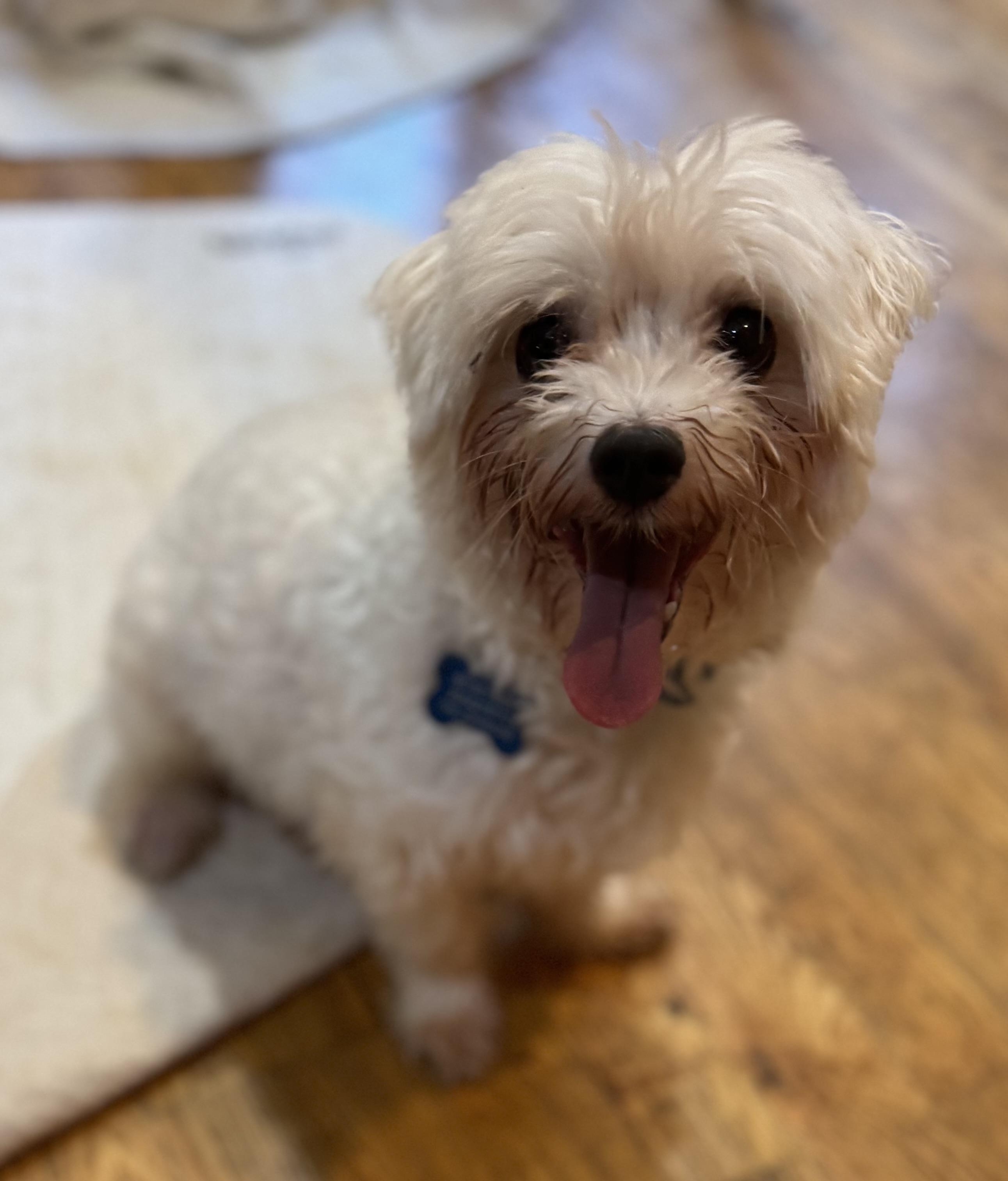 Miles, an adoptable Maltese in Glenwood City, WI, 54013 | Photo Image 2