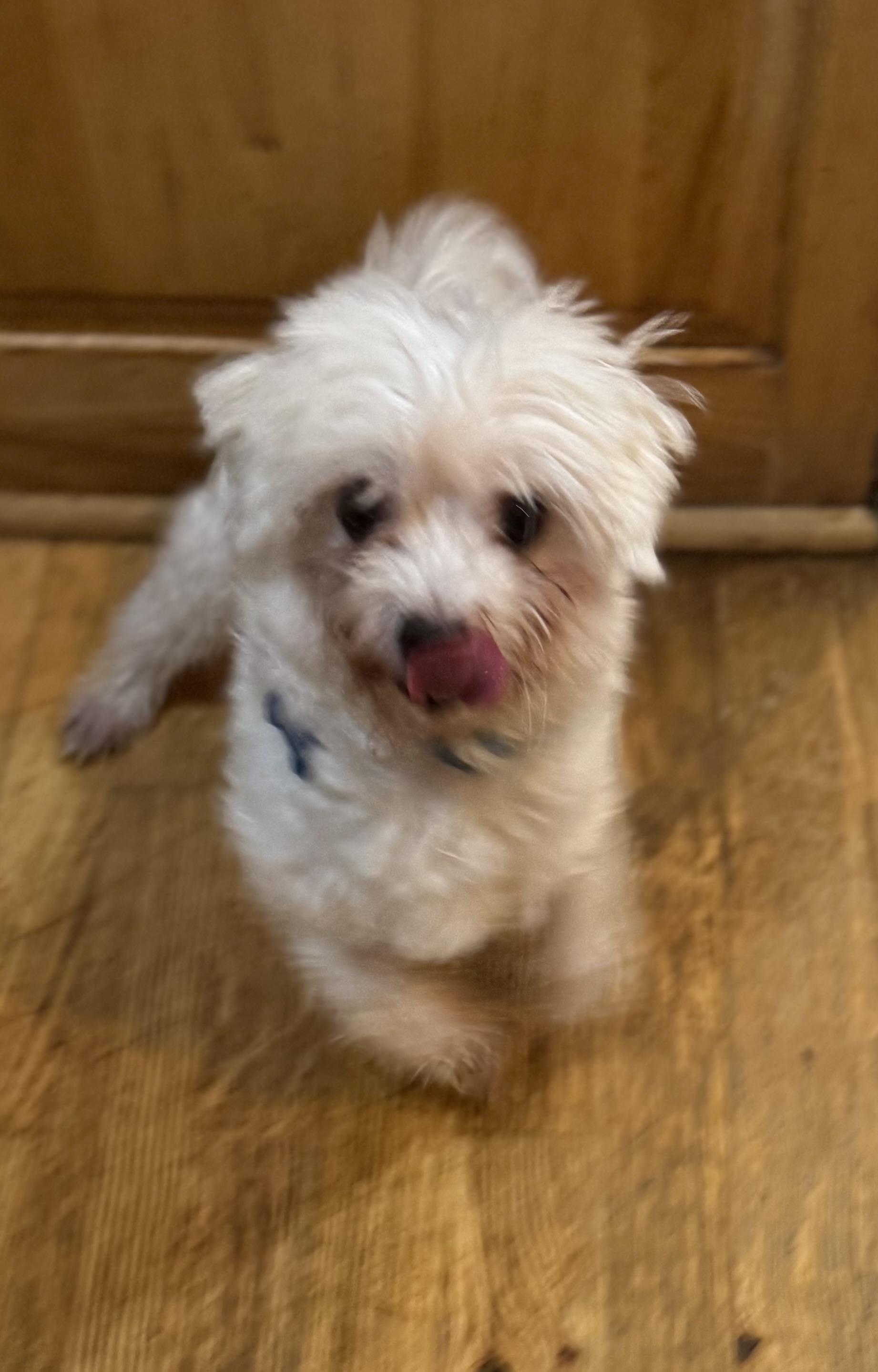 Miles, Adoptable, Adult Male Maltipoo.