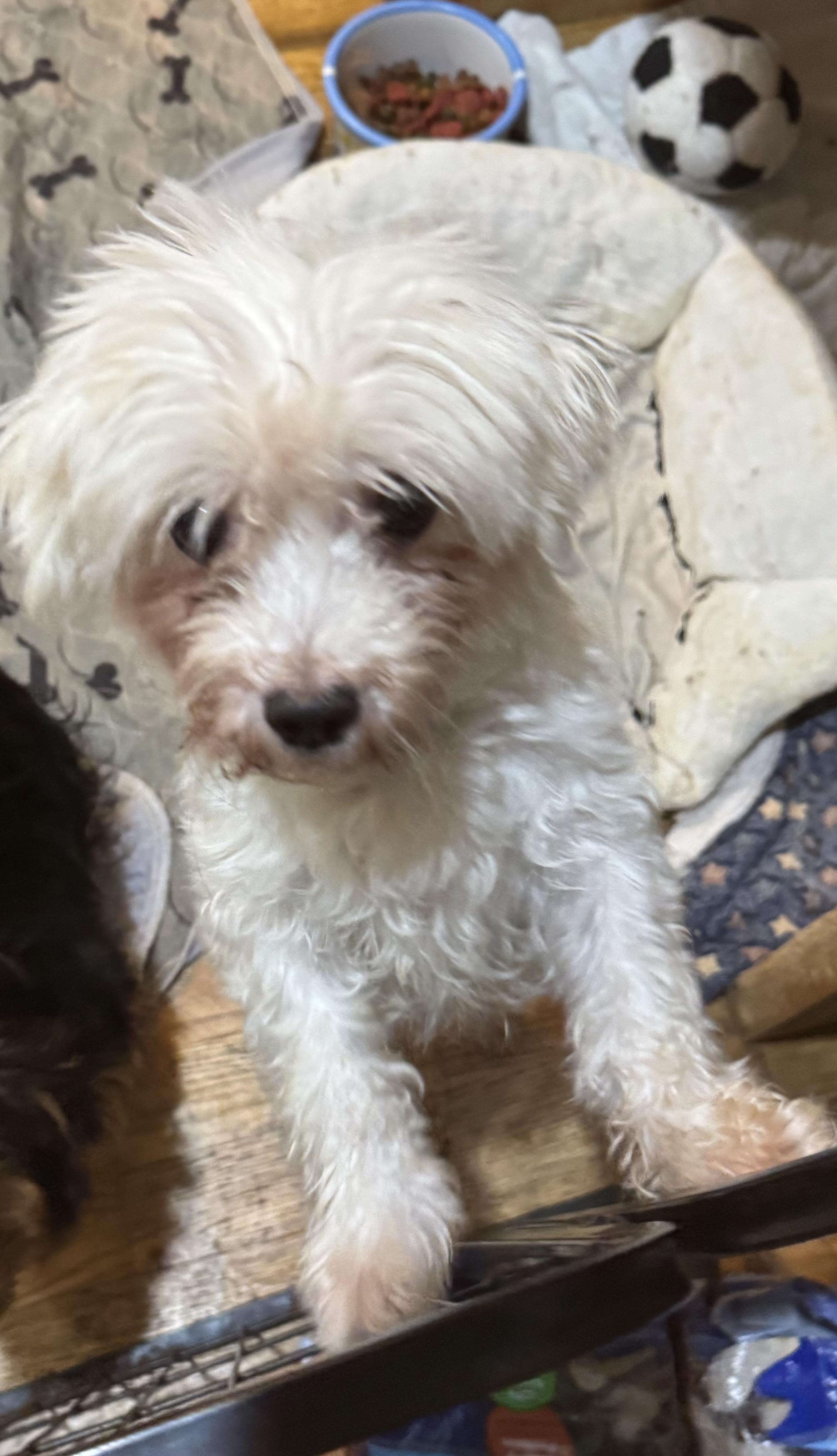 Enlarge Miles, an adopted Maltipoo in Glenwood City, WI image 2/4