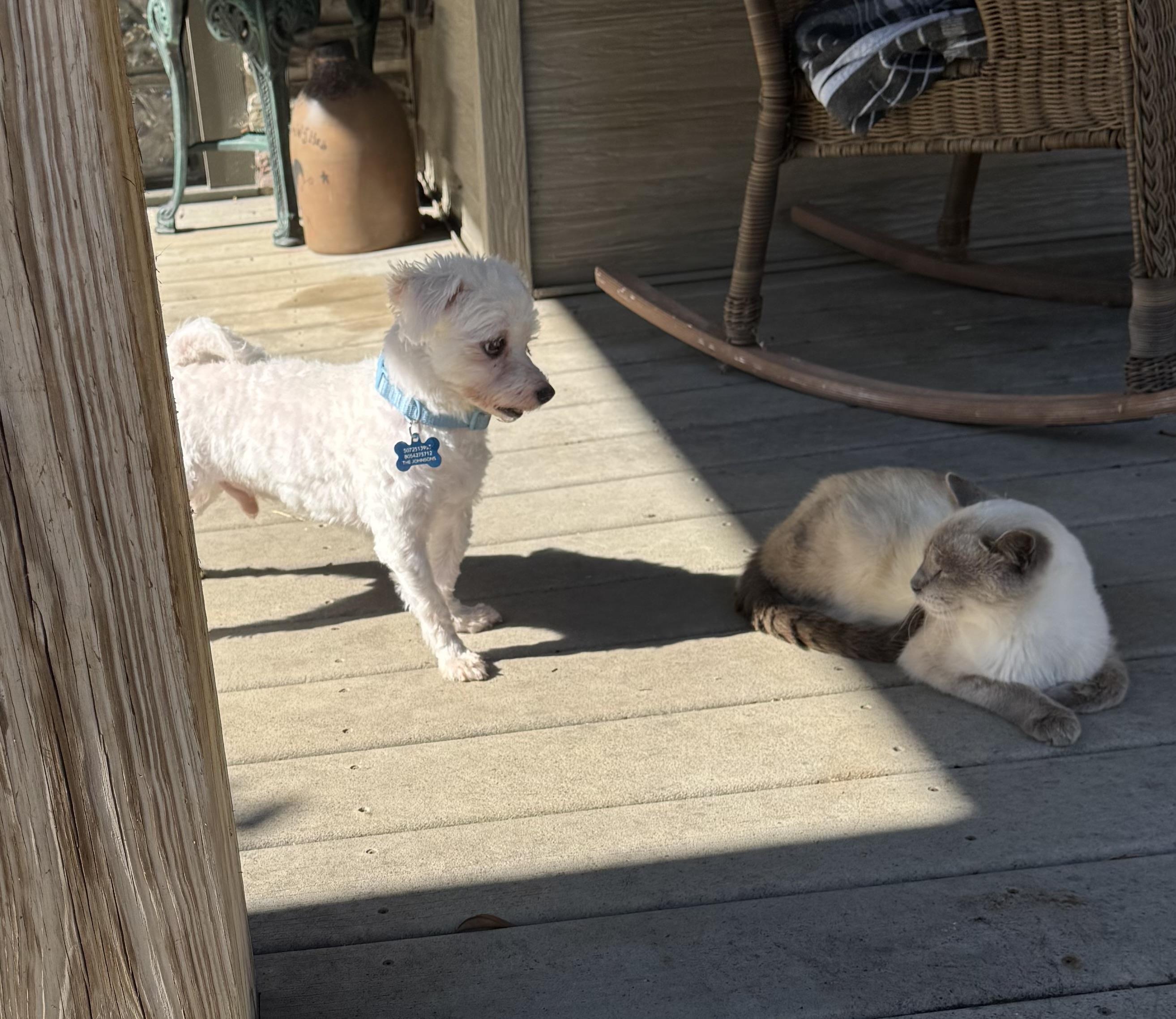 Enlarge Miles, an adopted Maltipoo in Glenwood City, WI image 3/4