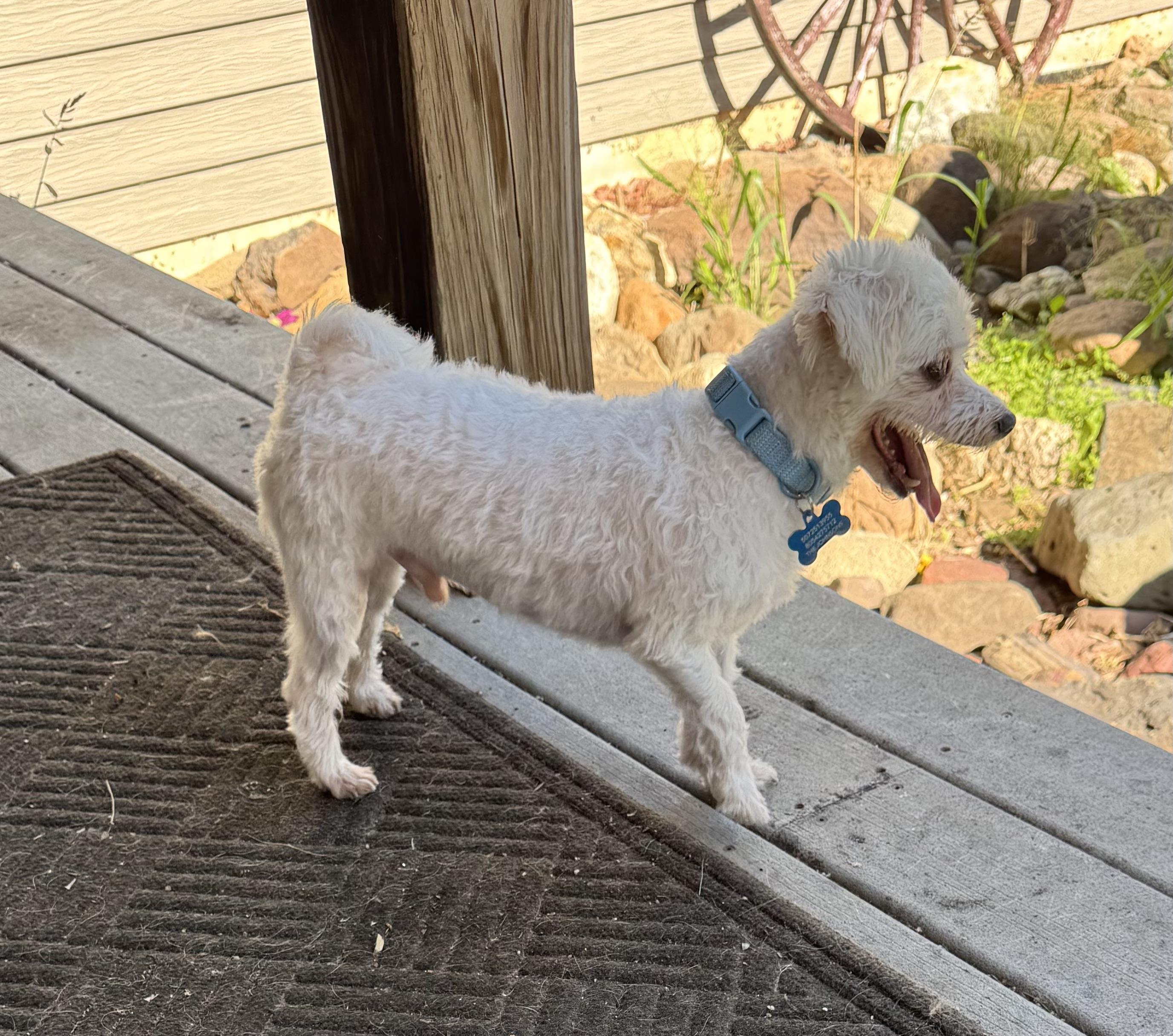 Enlarge Miles, an adopted Maltipoo in Glenwood City, WI image 4/4