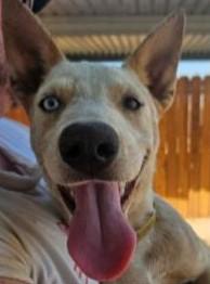 Meet Sadie Rae- Your New Side Kick, Adoptable, Young Female Cattle Dog & Husky.